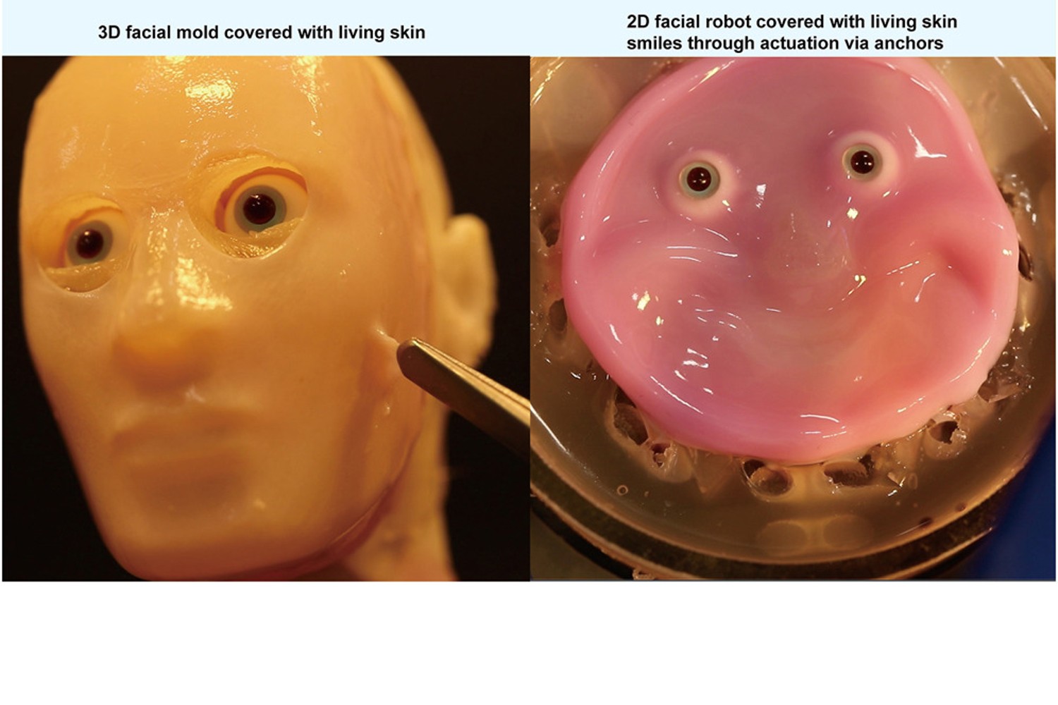 Skin robot