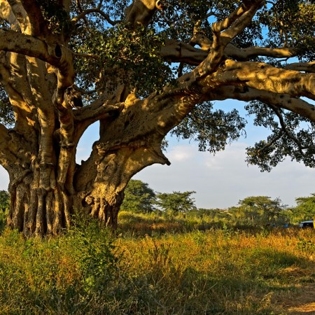 Sycamore fig