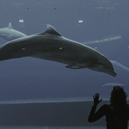A bottlenose dolphin in captivity at an aquarium with a person looking into the tank
