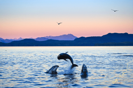 A dolphin leaping in the air next to two other dolphins. Taken by Rolf Hicker of Vancouver Island Photo Tours, one of the best tour operators for seeing wild dolphins.