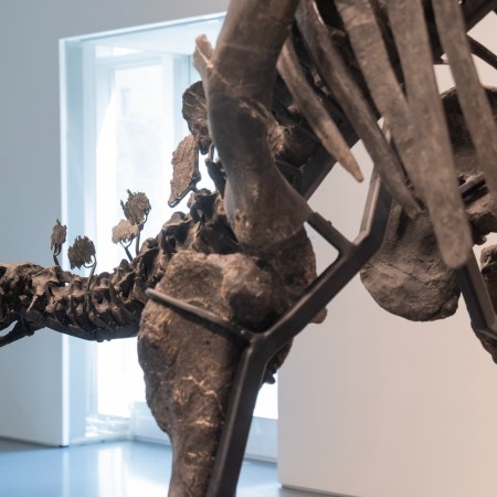 Apex the Stegosaurus