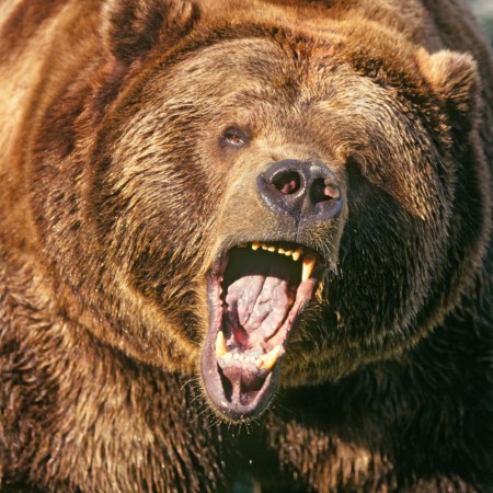 Angry bear