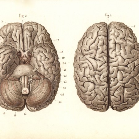 Brain illustration