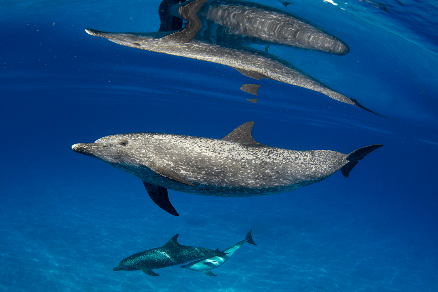 An Atlantic spotted dolphin and her calf