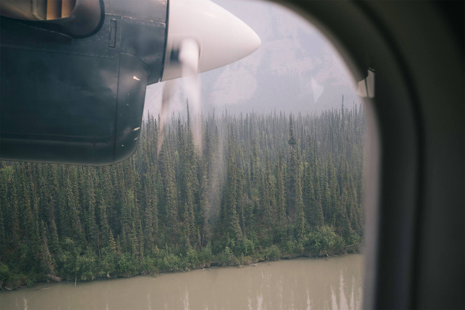 A view of the forest from the seaplane.
