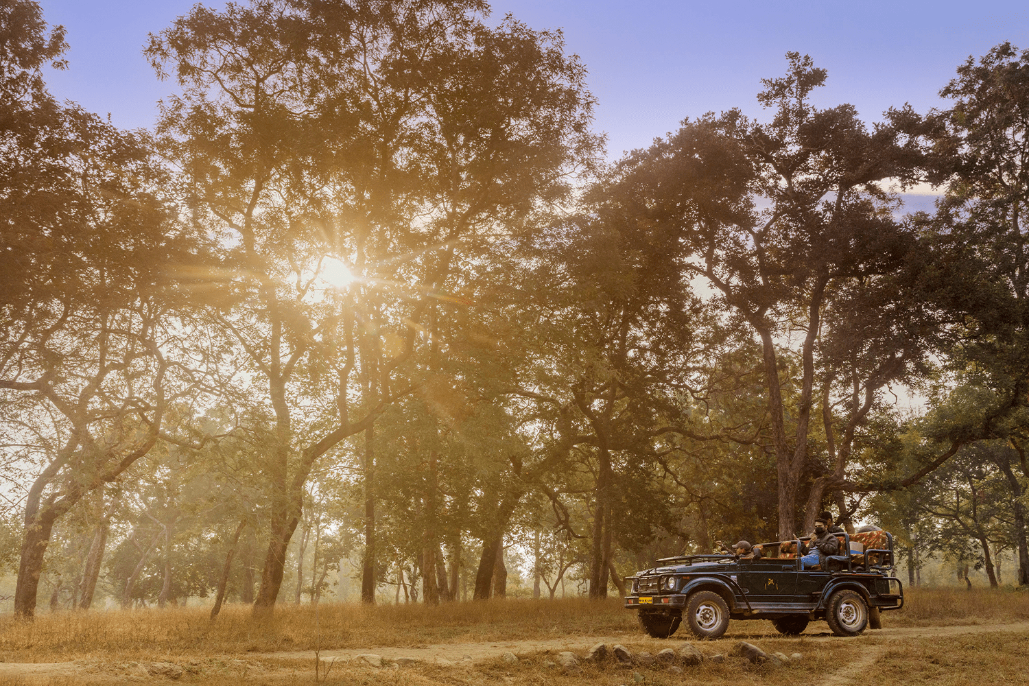 The safari