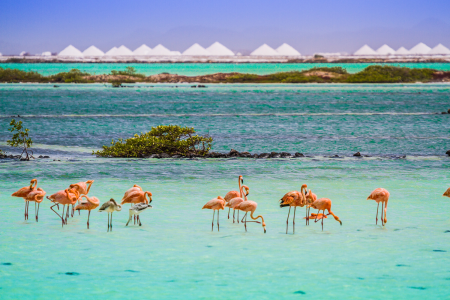 Bonaire Is a Small Island With Big Adventure