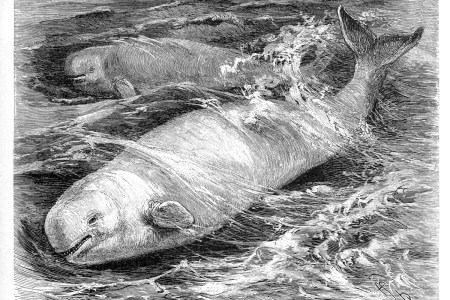 Did Humans Kill a Whale Accused of Espionage?