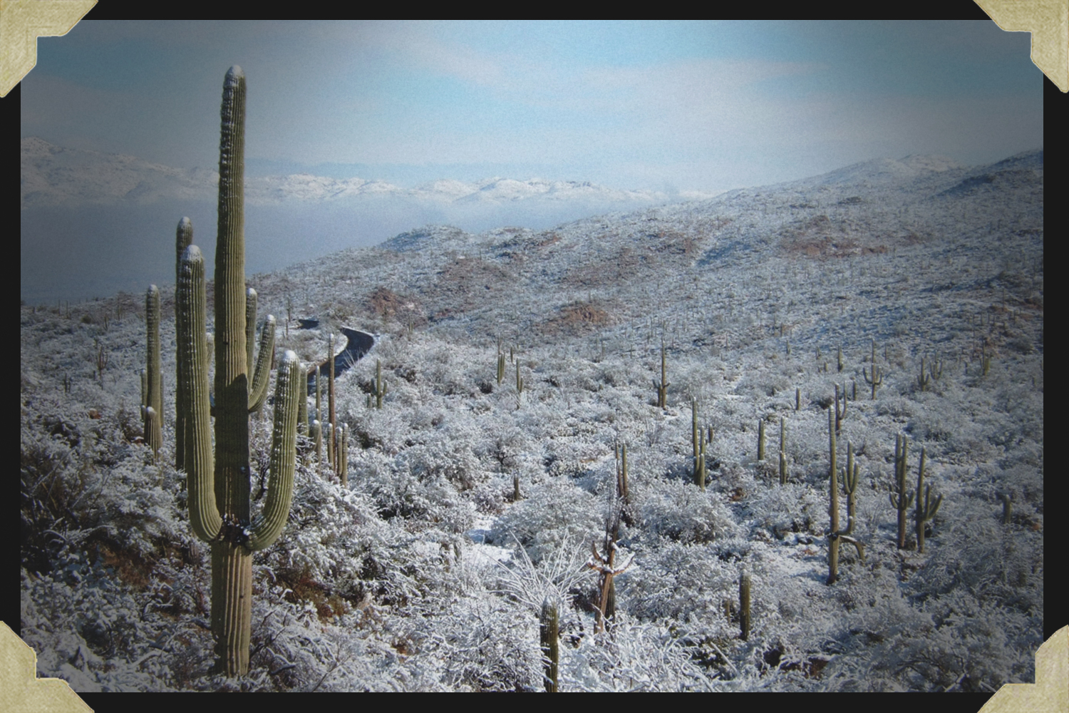 Cactus Forest