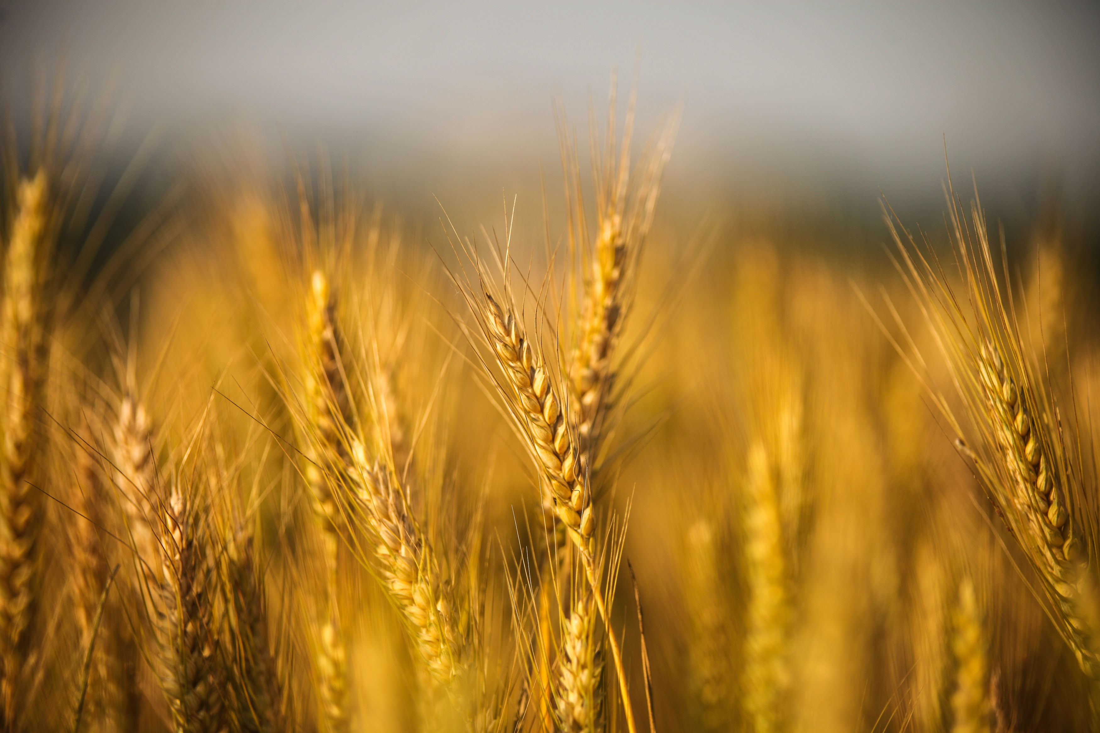 Altamura sipping vodka is distilled from a special wheat used to make the world’s only officially DOP-protected bread: Pane di Altamura