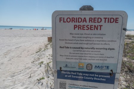 After the Hurricanes, Florida Faces Red Tides