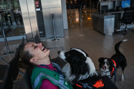 Airports Worldwide Are Adding Therapy Animals From Dogs to Llamas