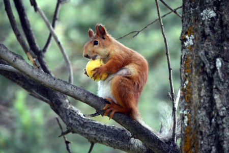 Scientific Study Explores the World of Drunk Animals
