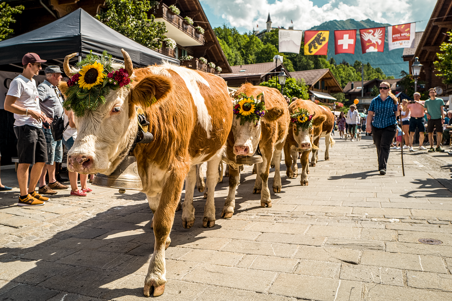 The cow parade