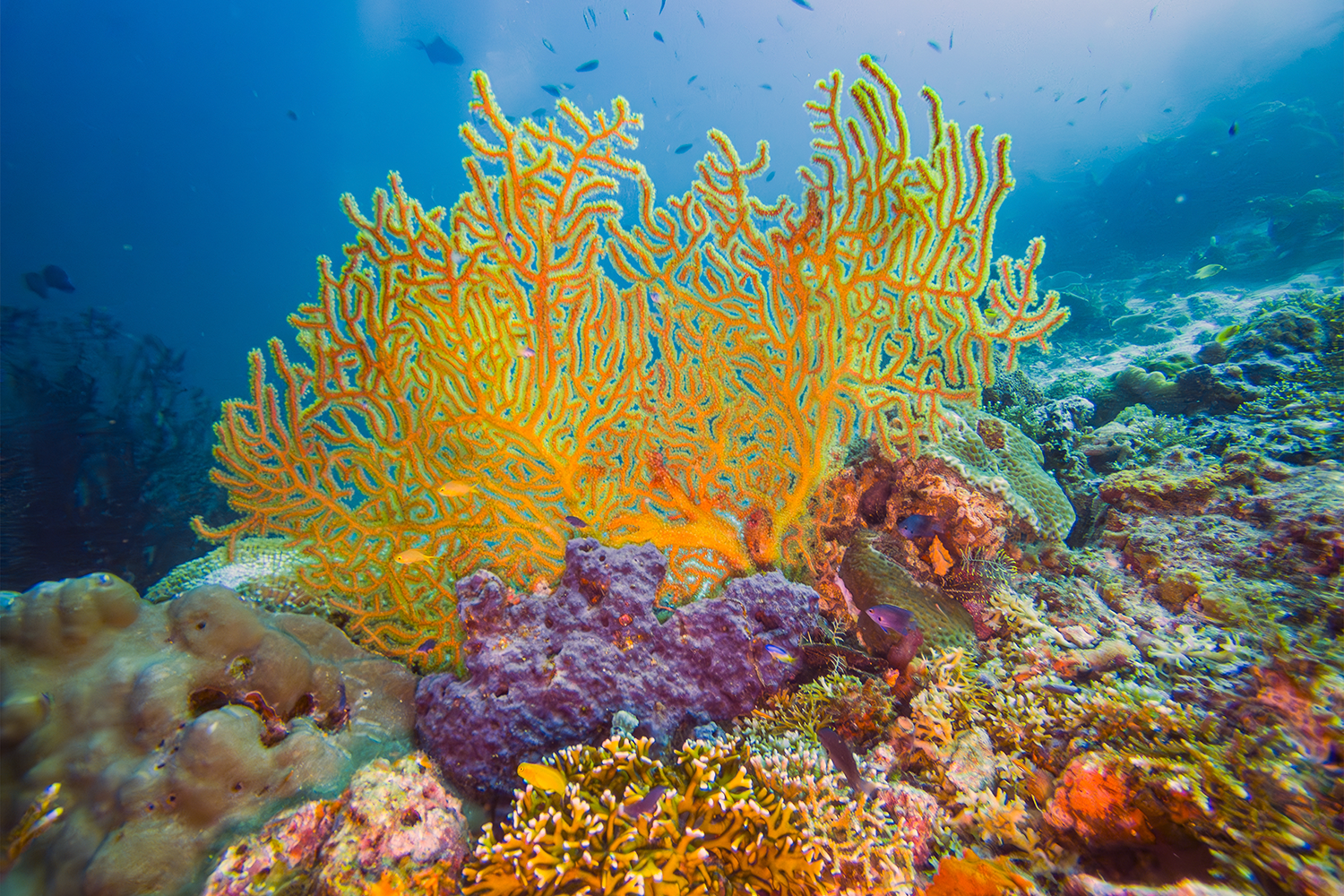 Some 600 types of coral are found in Raja Ampat