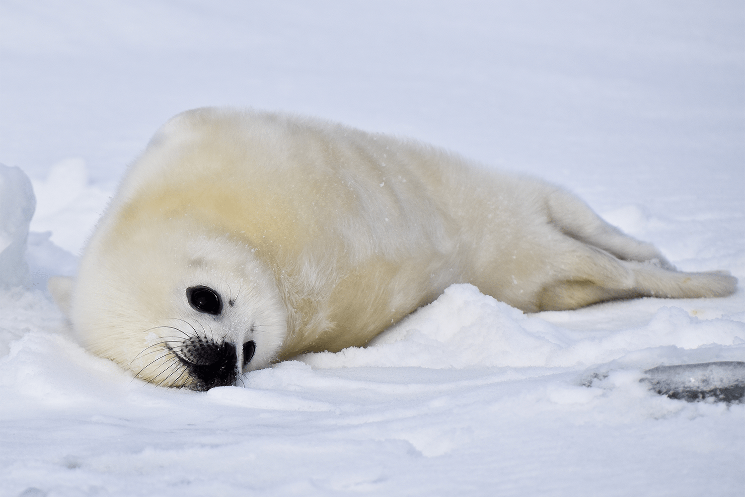 Baby harp seal on the ice floe