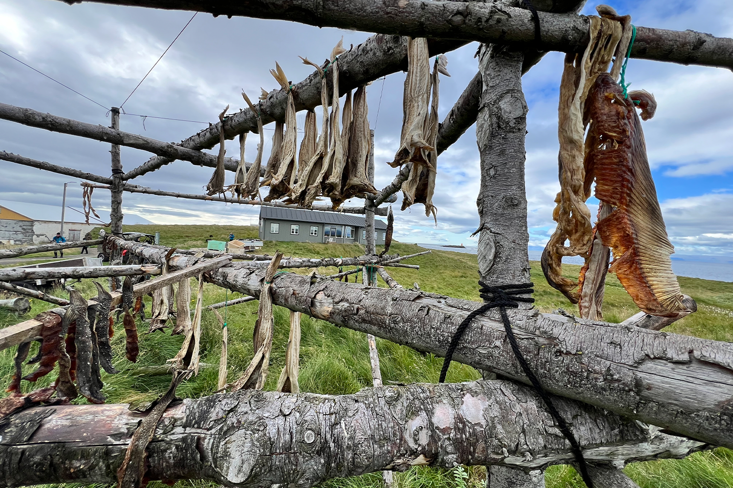Dried cod hanging on Flately Island