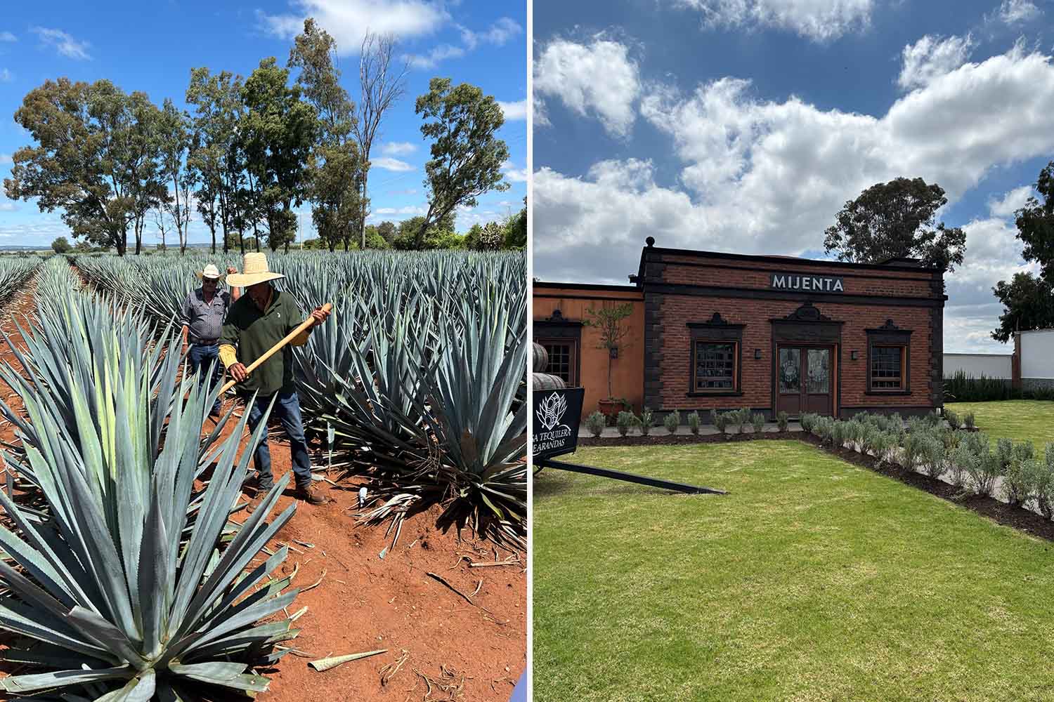 An agave field in nearby Arandas; a tasting room at the Mijenta distillery