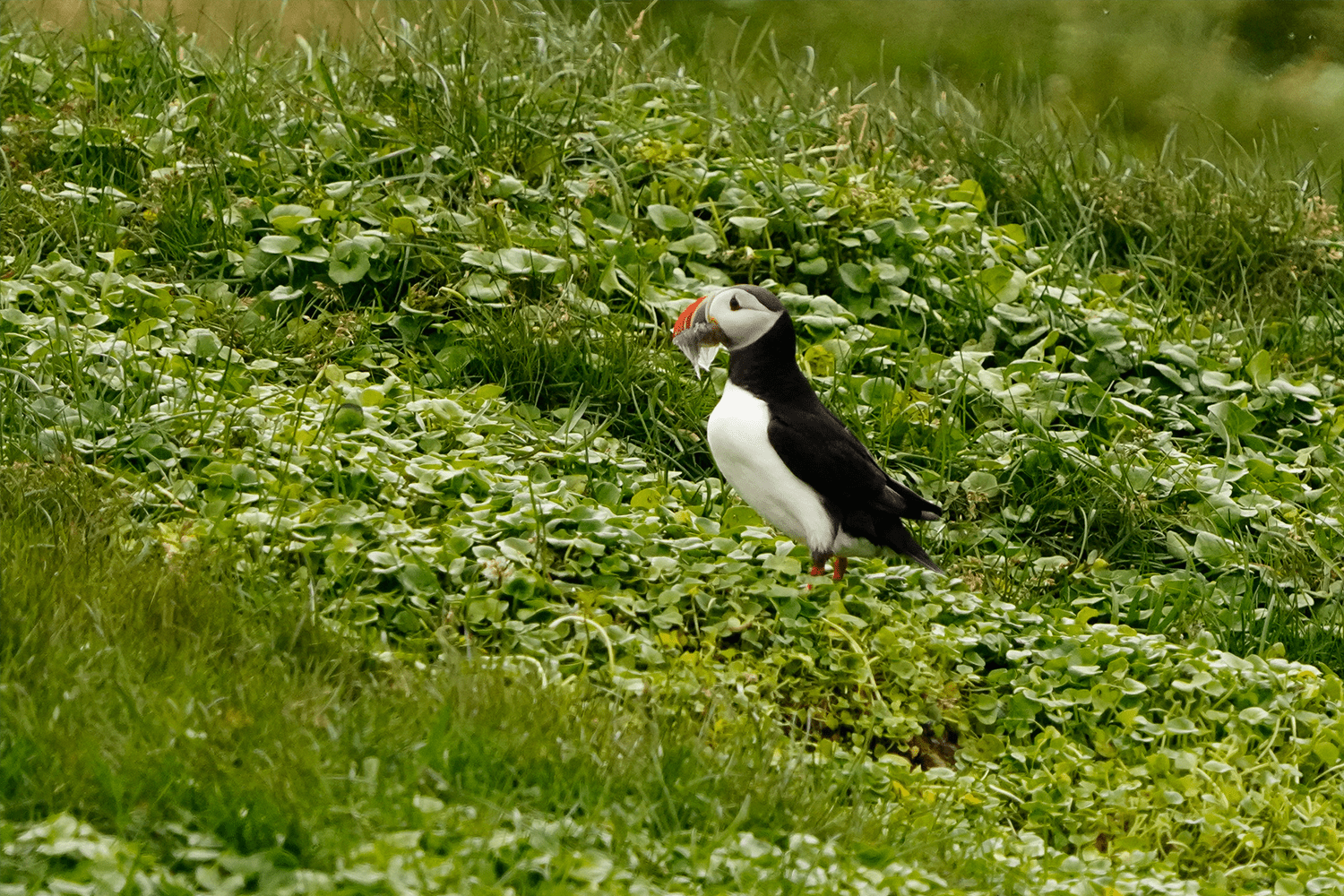 The ever-elusive puffin