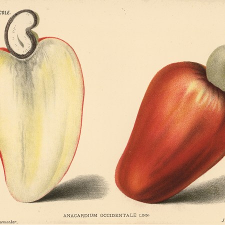 An illustration of a cashew.
