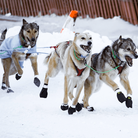Behind the scenes at the 2025 Iditarod