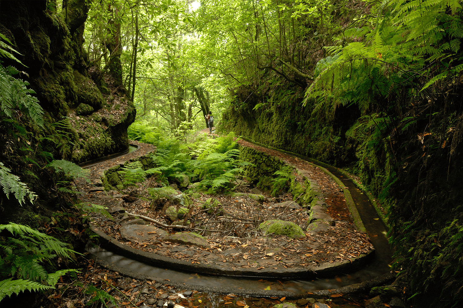 Levada dos Cedros