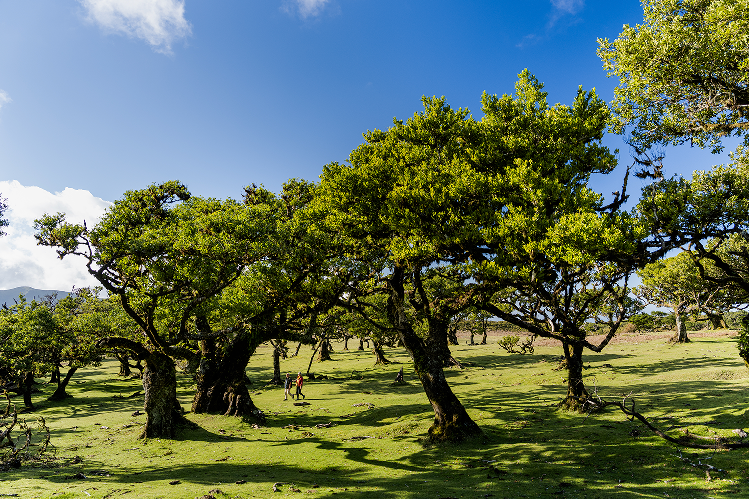 Parque Floretal do Fanal