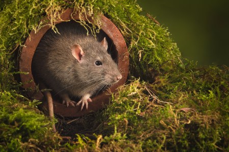 Higher Temperatures Mean More Rats in the World’s Cities