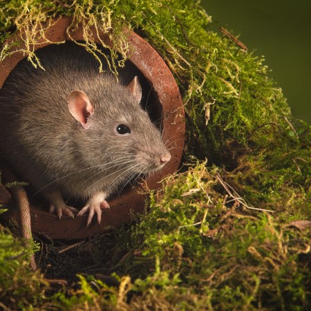 Rat in a drain