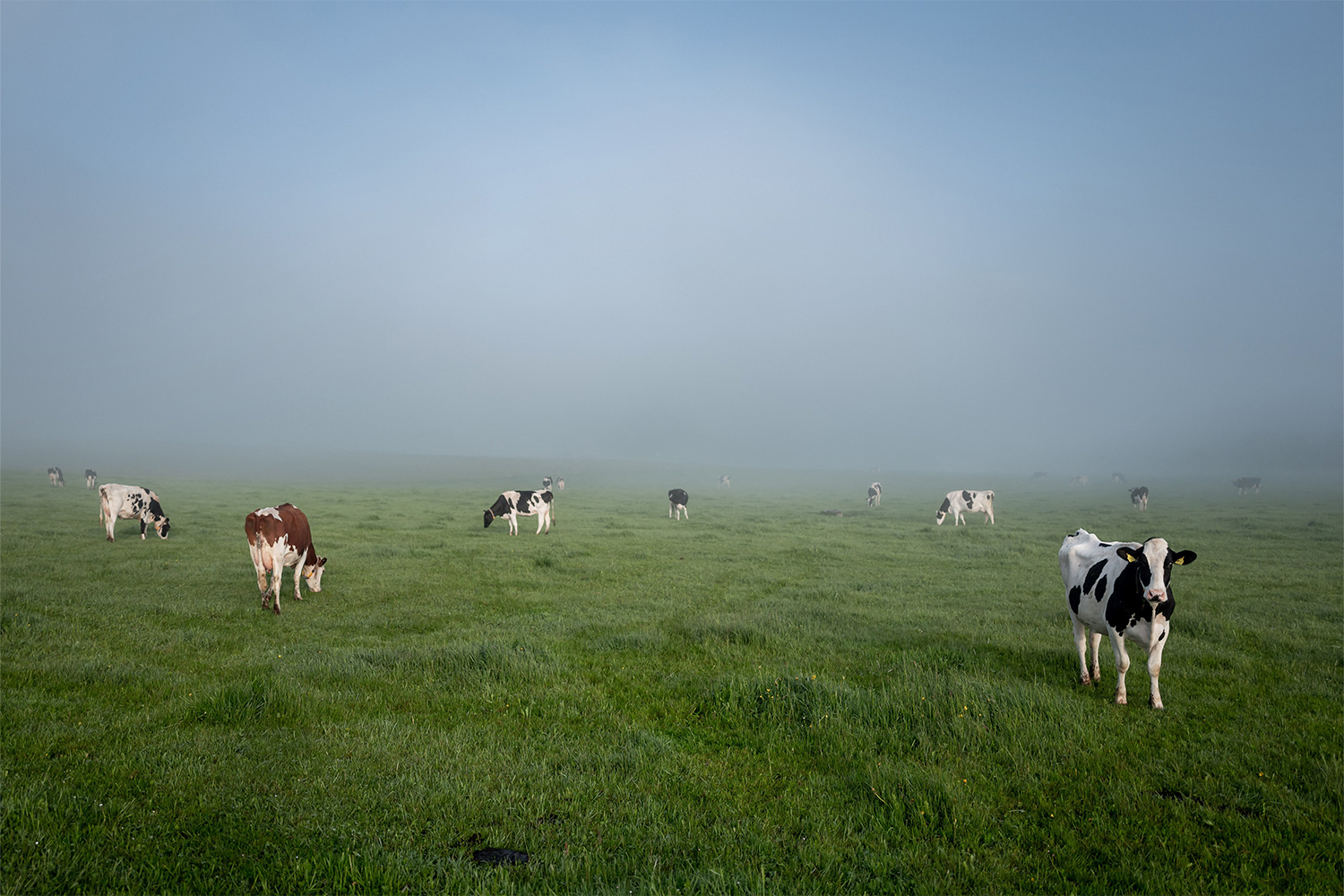 A herd of cows in a foggy field.