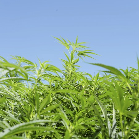 A vibrant field of cannabis plants with bright green leaves reaching toward a clear blue sky. We take a look at what the science says about weed addiction.