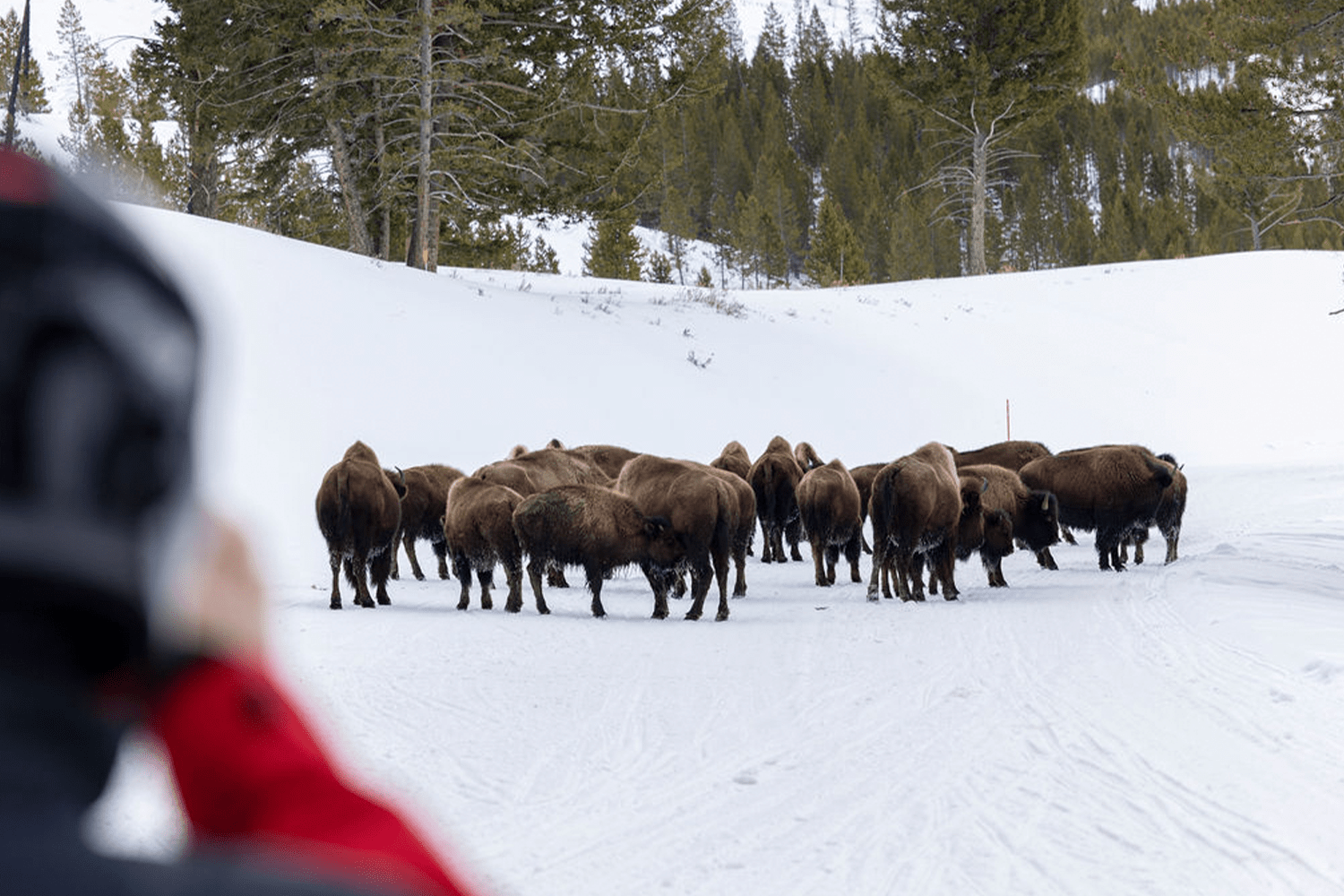 Bison
