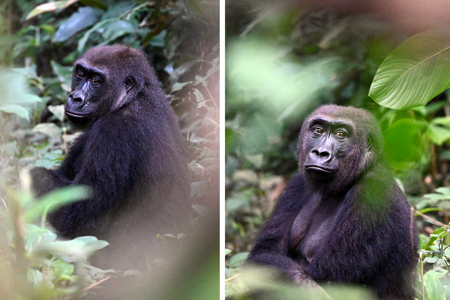 A juvenile gorilla hiding in the shadows of the forest.
