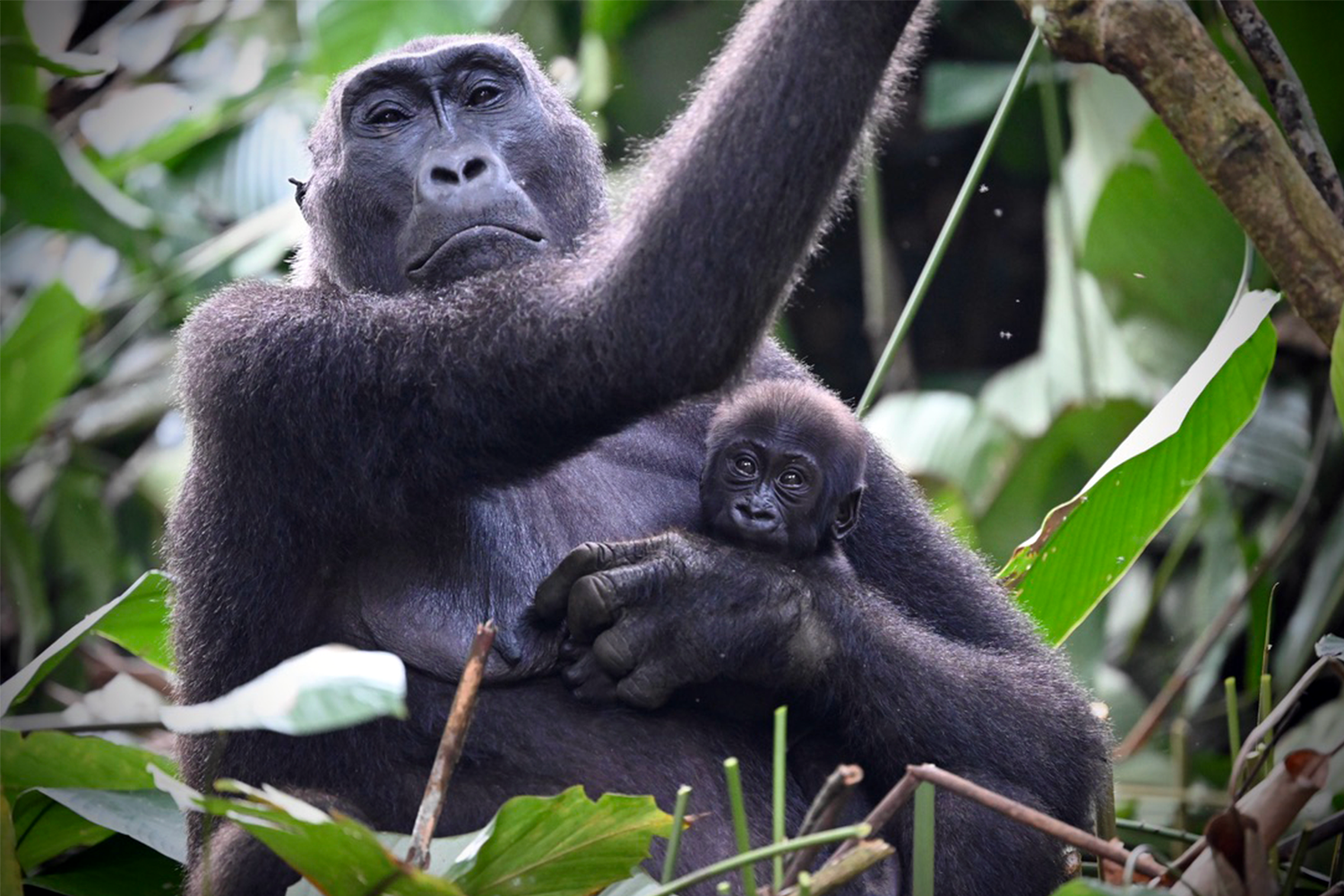 Europa and her new baby, Kitoko.