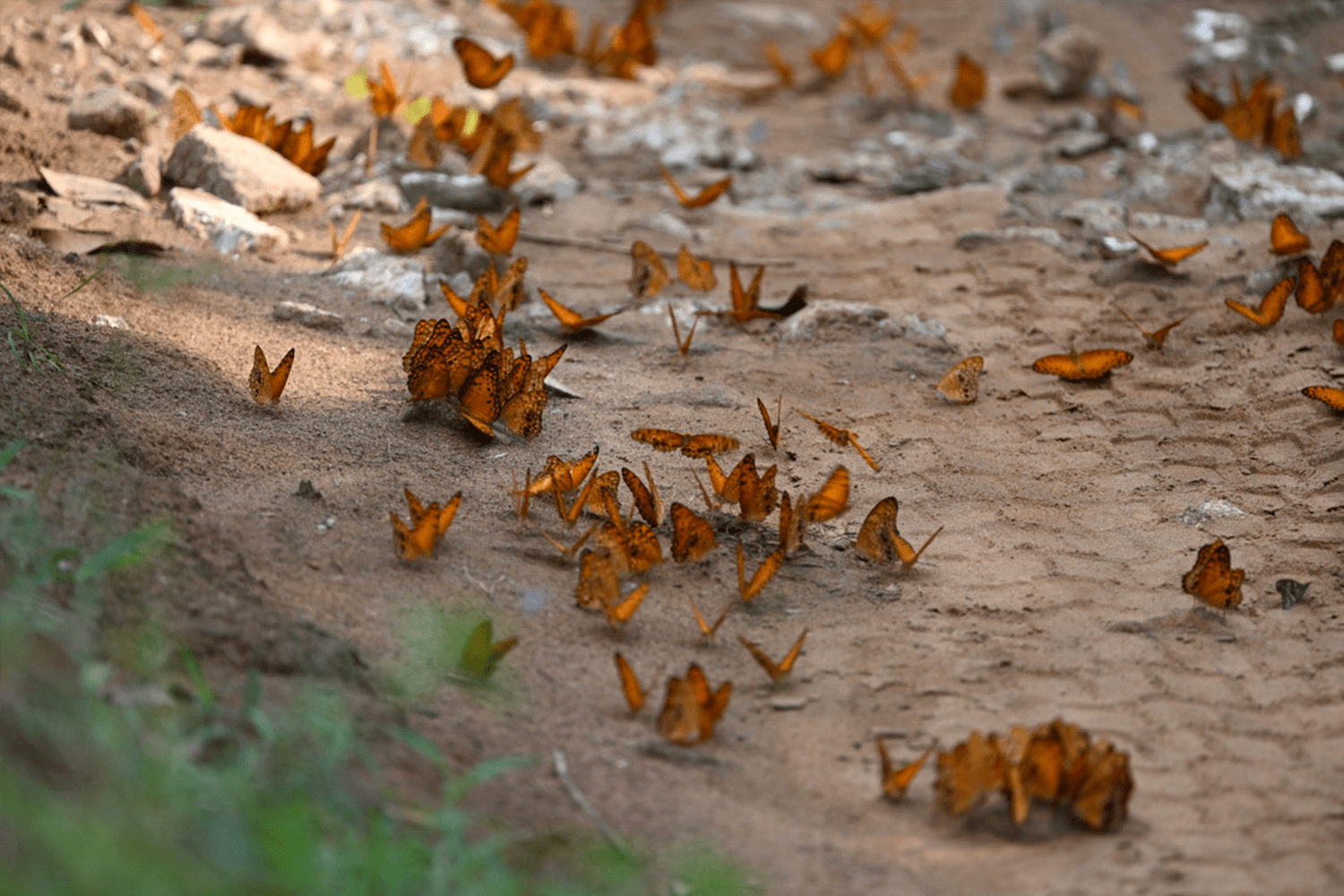 Butterflies on the road leading to Ngaga.