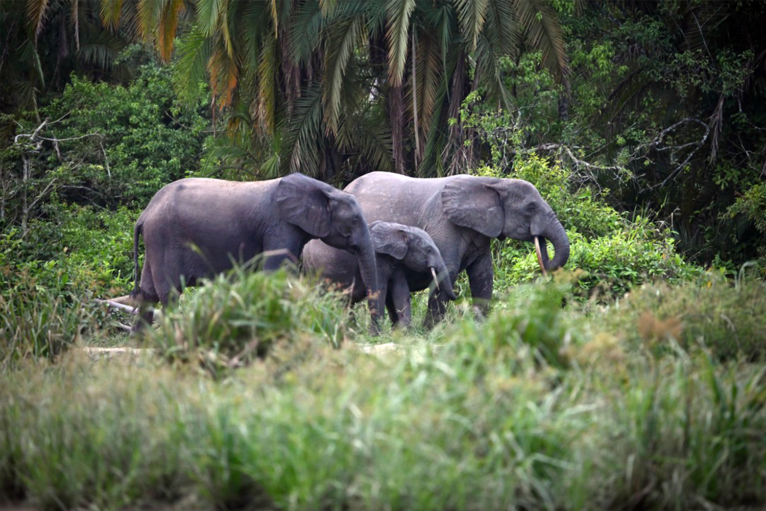 Three elephants grazing alongside the Lekoli River.