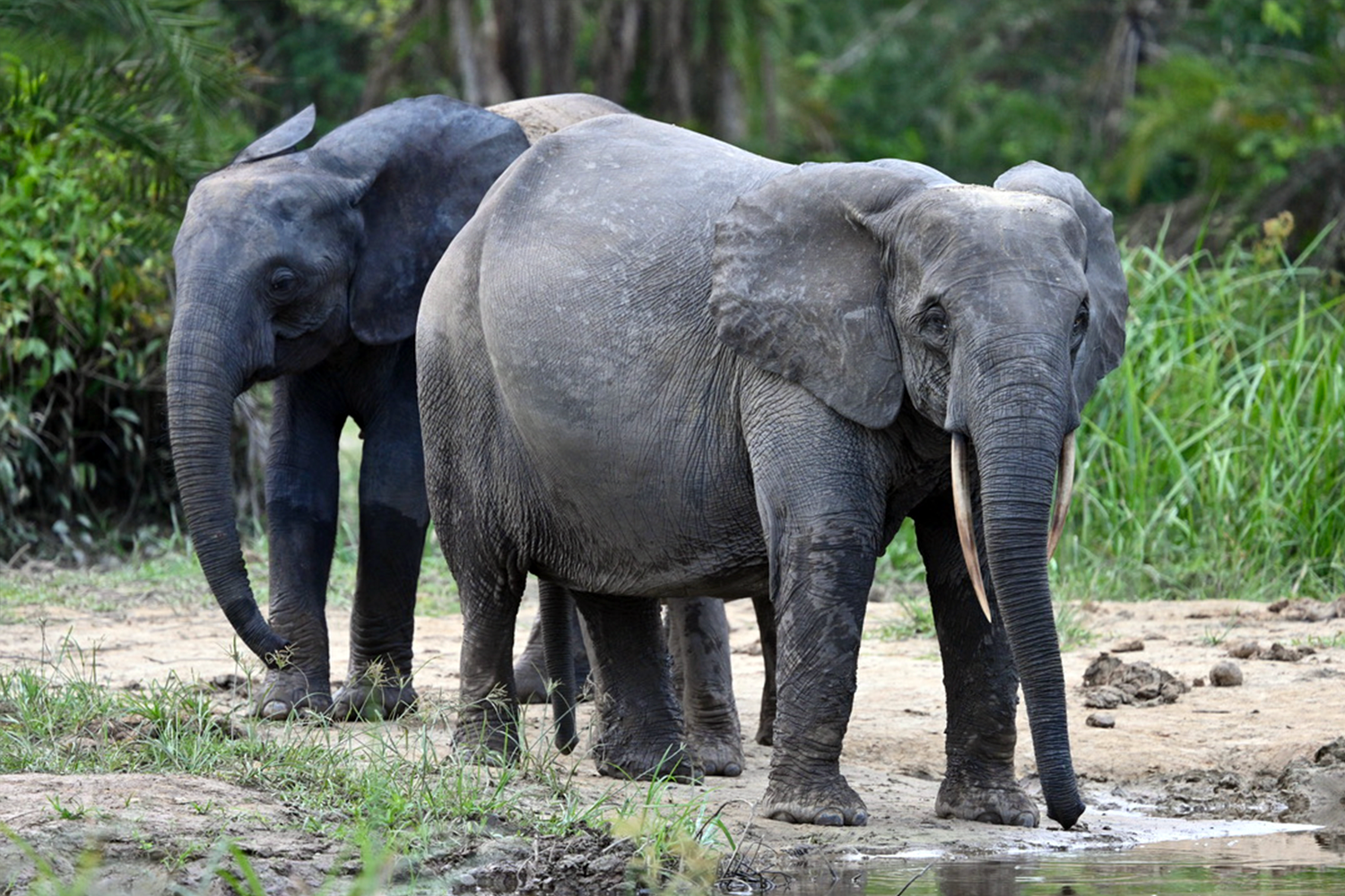 The forest elephants have traversed these pathways for thousands of years.