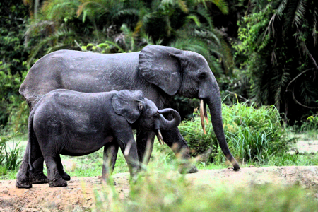 Searching for Endangered Forest Elephants in the Republic of Congo