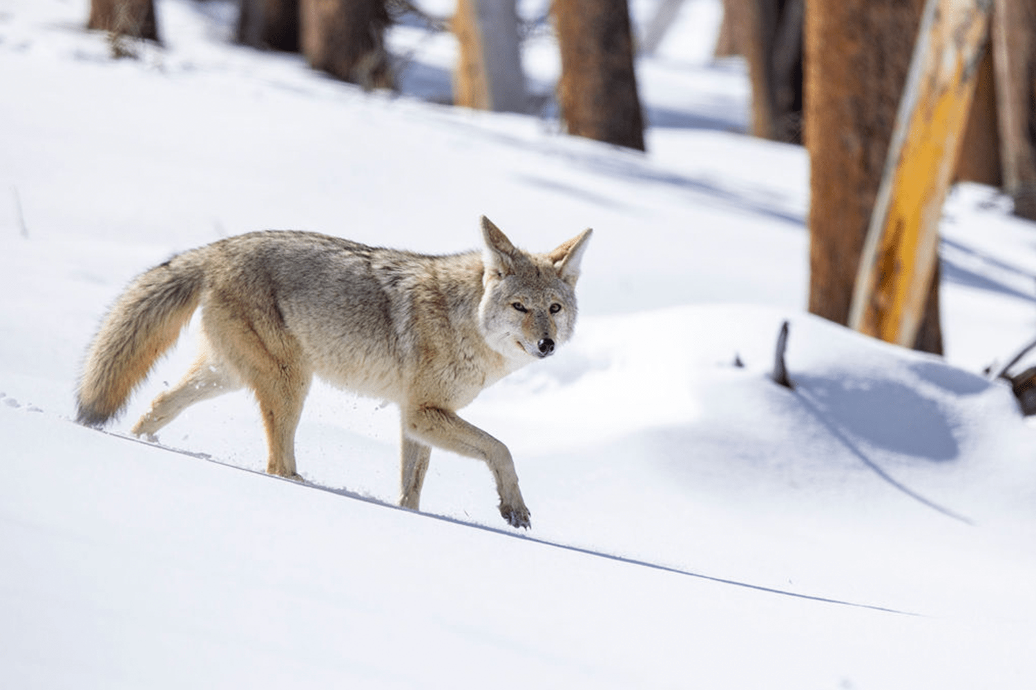 a wolf in snowy yellowstone