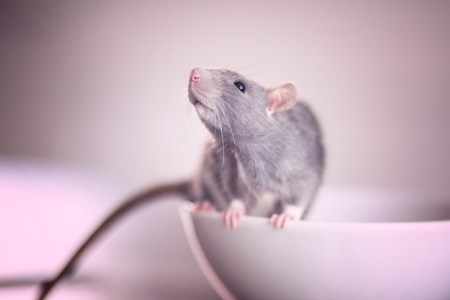 Rat sniffs the air