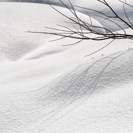 Snow and a branch without leaves