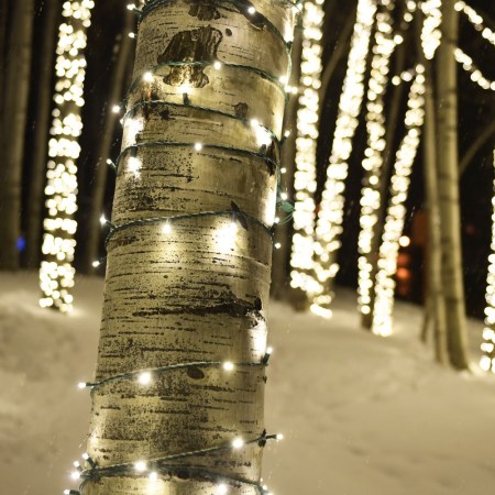 Trees in Snowmass, Colorado