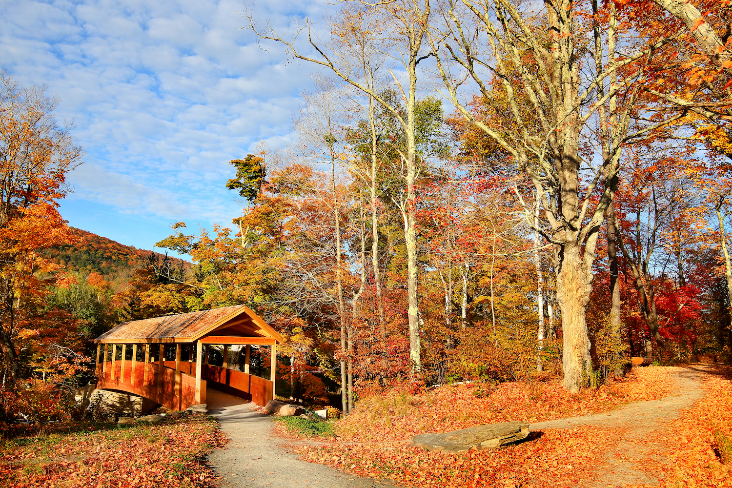 Morning sunlight spills over the golden foliage. Windham NY is one of the most popular destination for scenic drives, bike trails, foliage and nature lovers