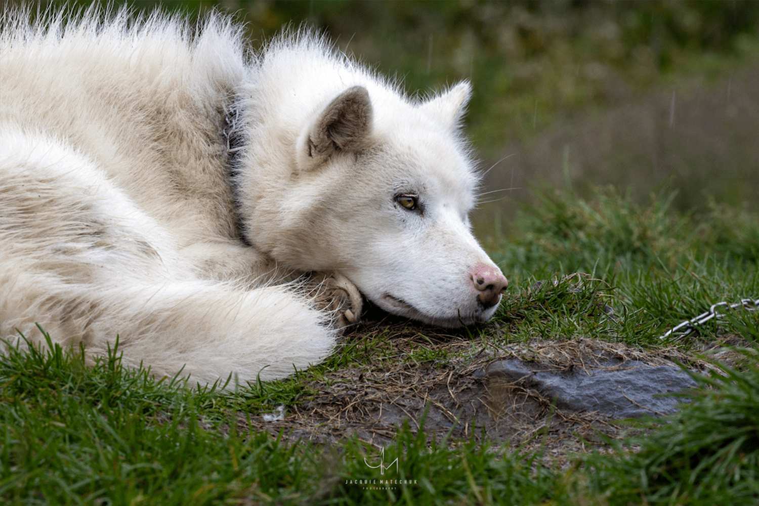 Greenlandic dog in Susimiut