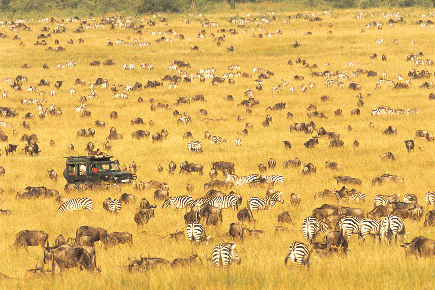 Masai Mara National Reserve in Kenya