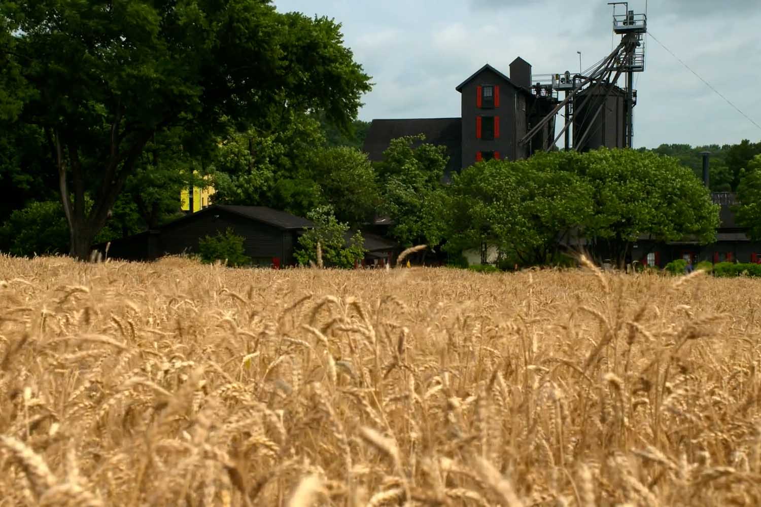 The wheat fields beside the Maker's Mark stillhouse