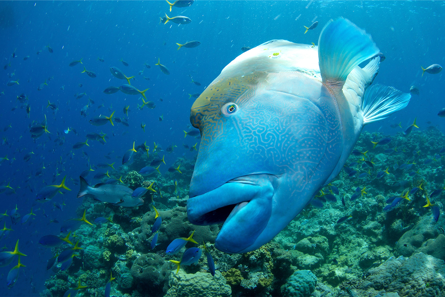 A Maori wrasse, also known as a humphead wrasse, swimming around the Great Barrier Reef