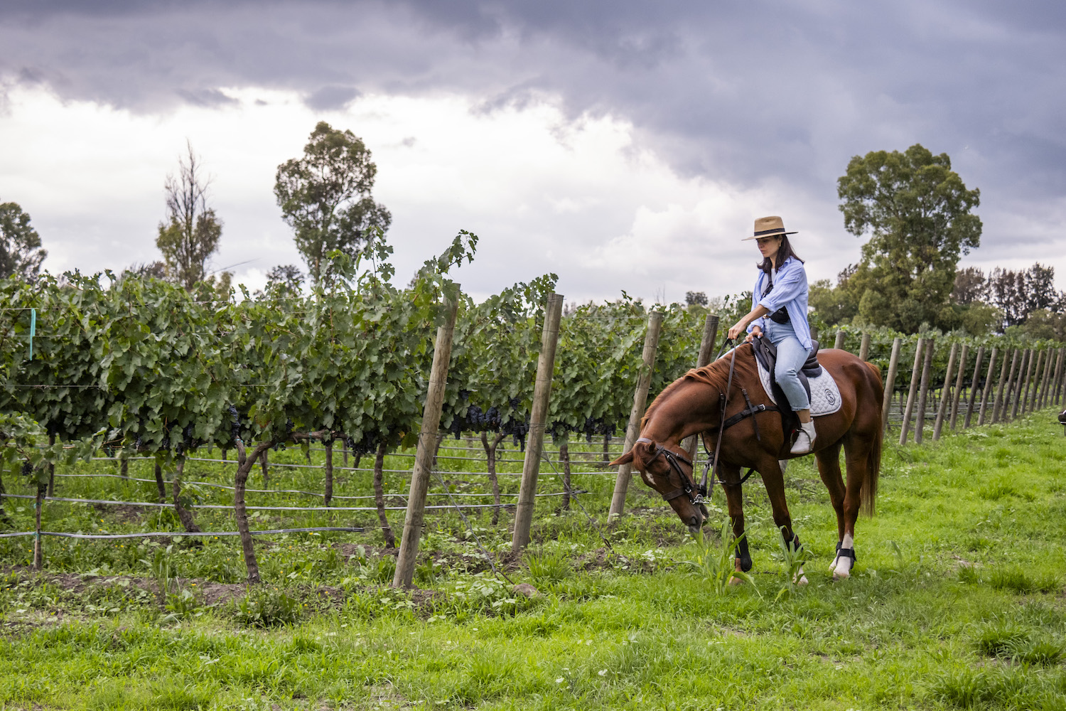 Horseback riding through the vineyards of San Lucas