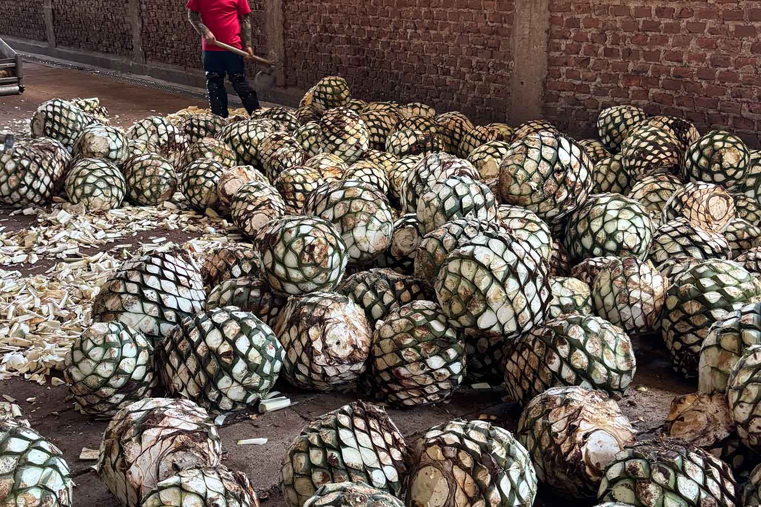 Pinas at a tequila distillery
