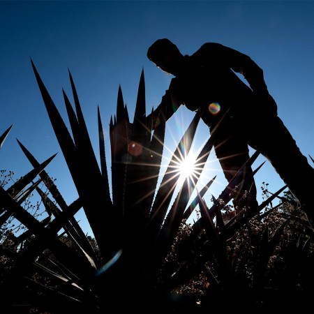 An agave producer checks a plantation, raw material for tequila production, at the outskirts of the municipality of Tepatitlan, Jalisco State, Mexico, on February 2, 2025.